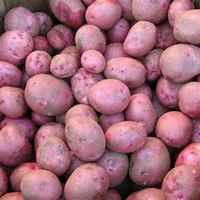 Red_pontiac_potatoes_small